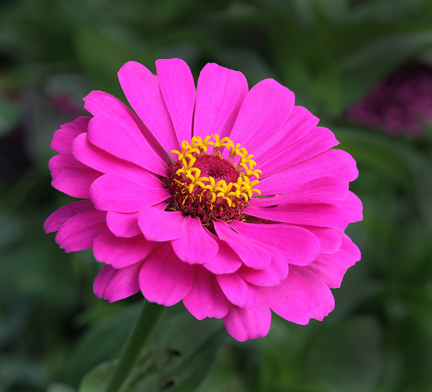 Zinnia
