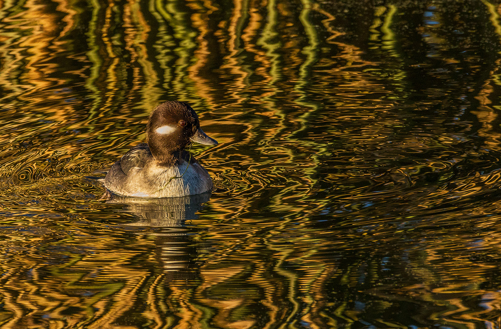 Bufflehead