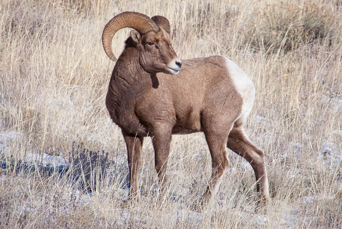 Bighorn Sheep