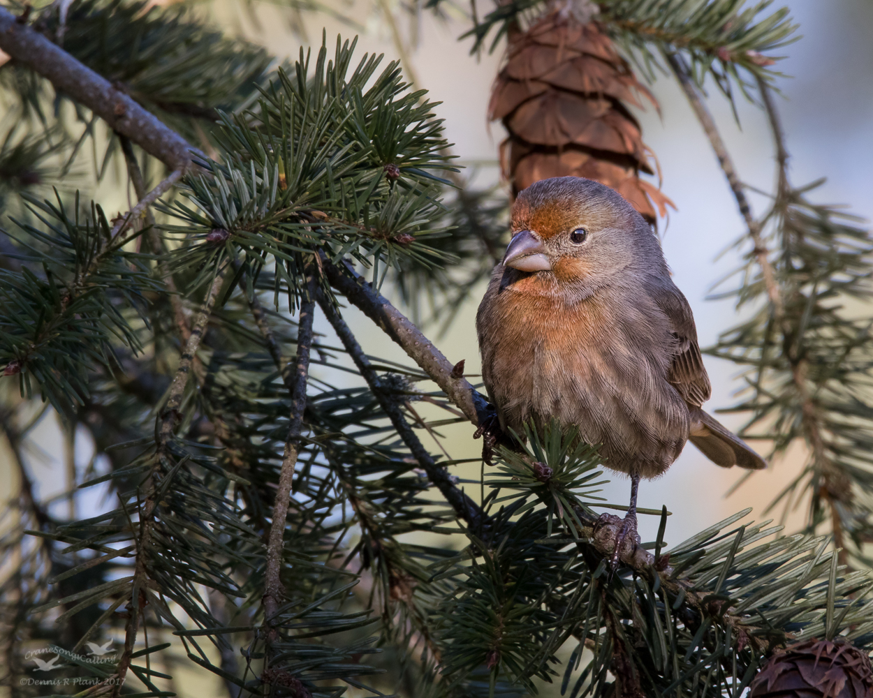 House Finch Proc. Exp.