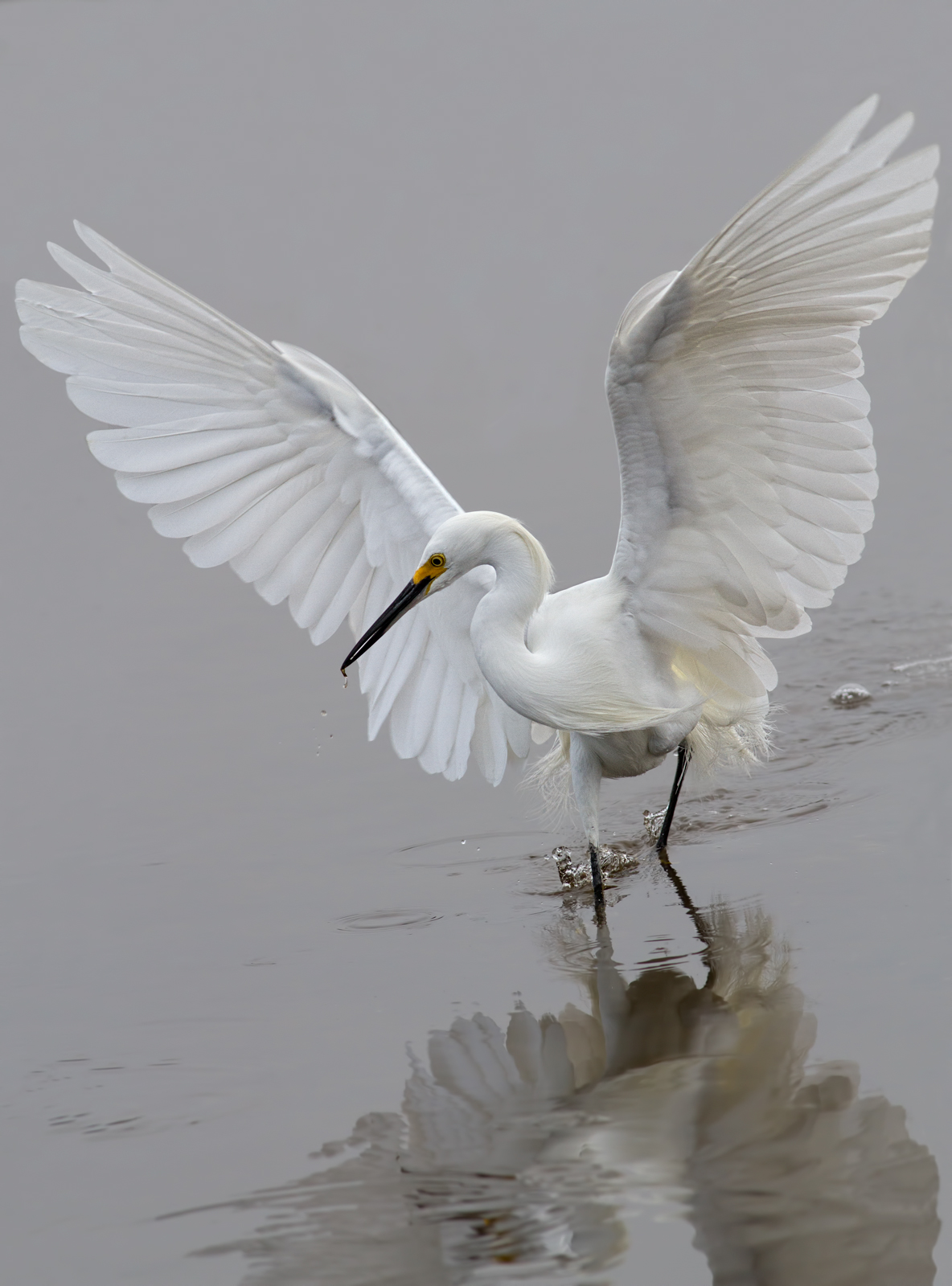 Snowy Egret + redo