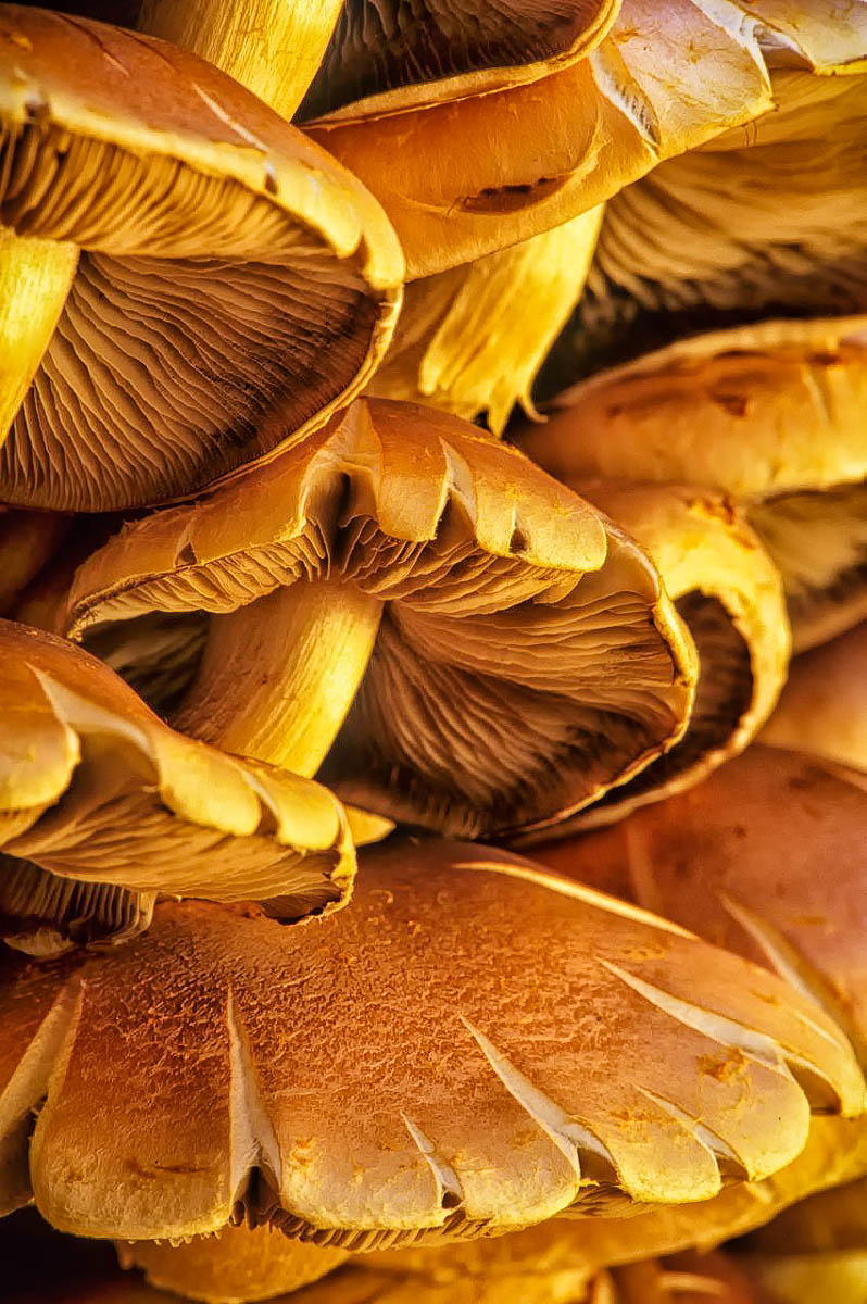 Mushrooms