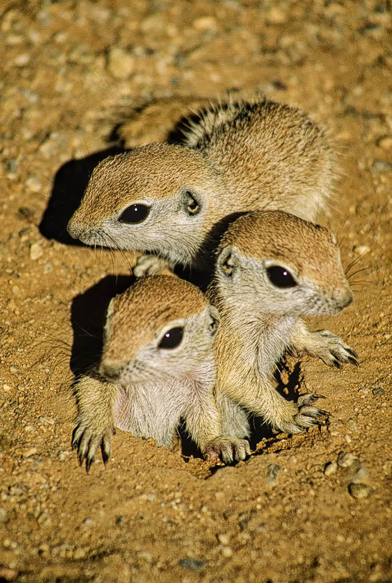 Ground Squirrels