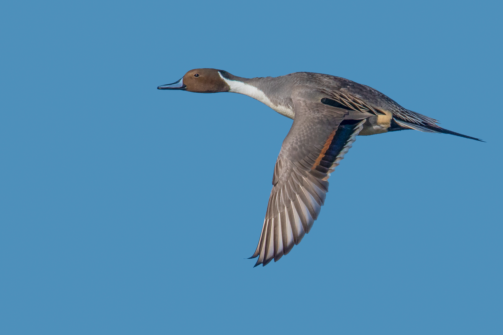 Drake Pintail