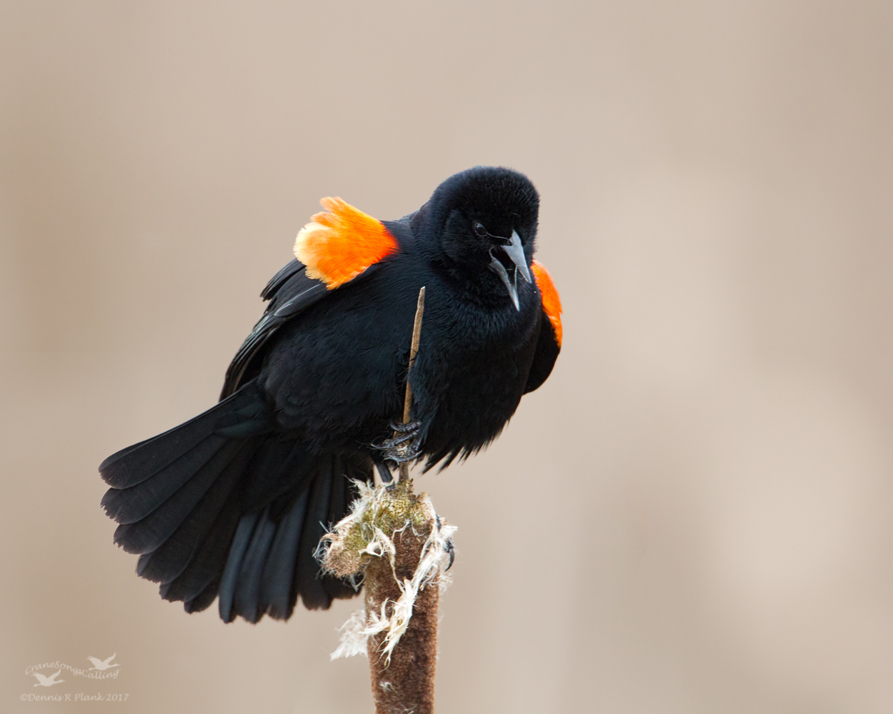 Red-Winged Blackbird