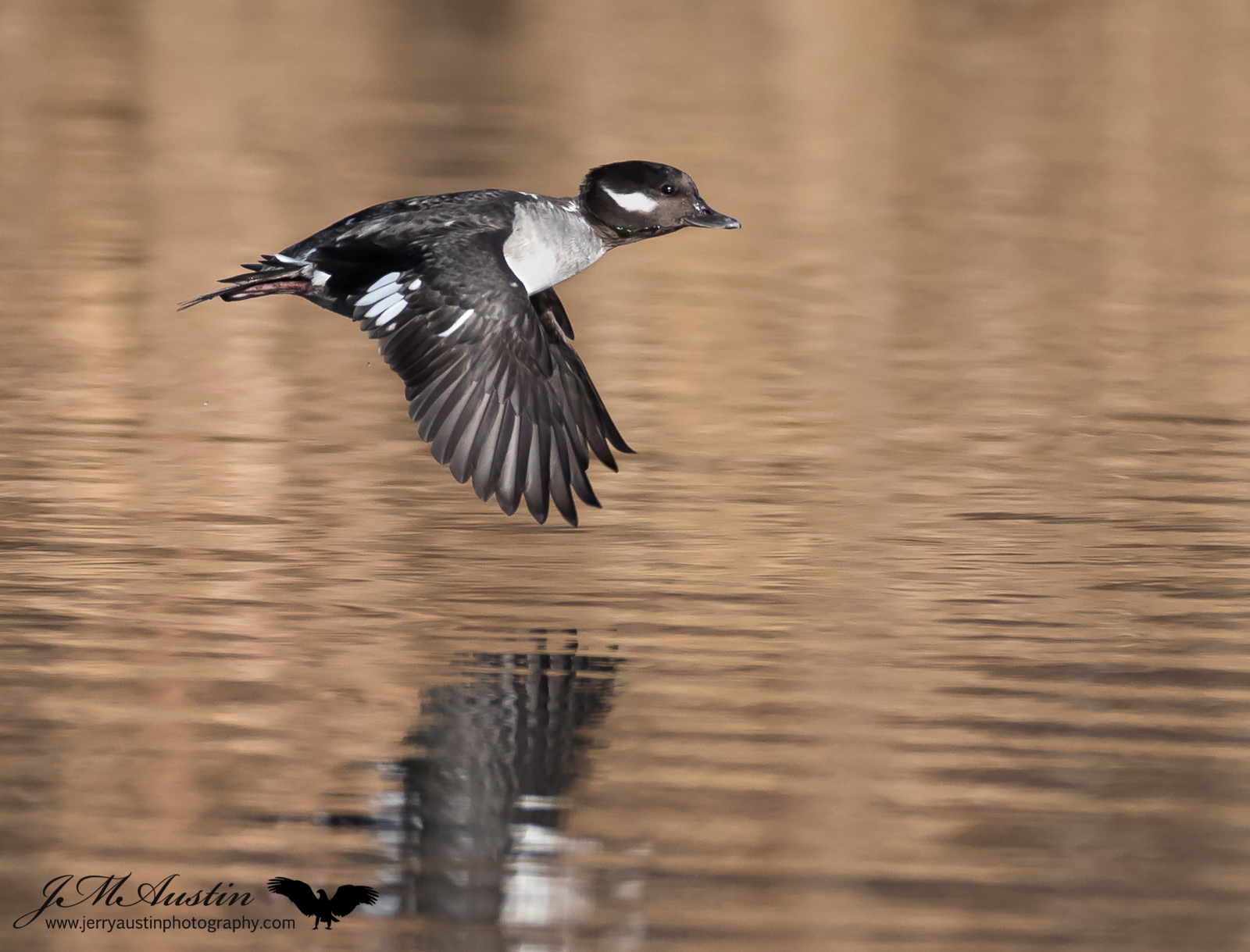 Bufflehead Flyer