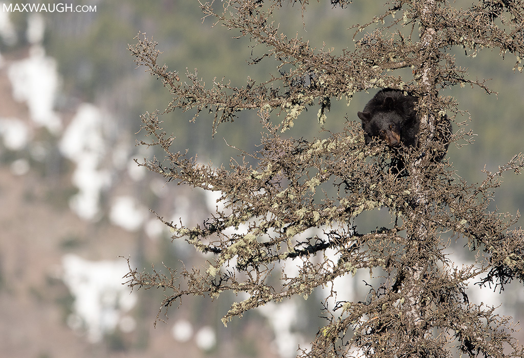 Bear Up There