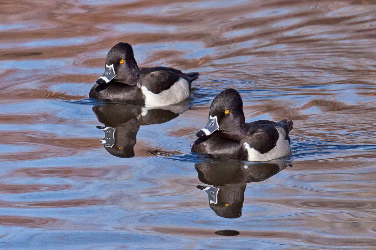 Couple of Ducks