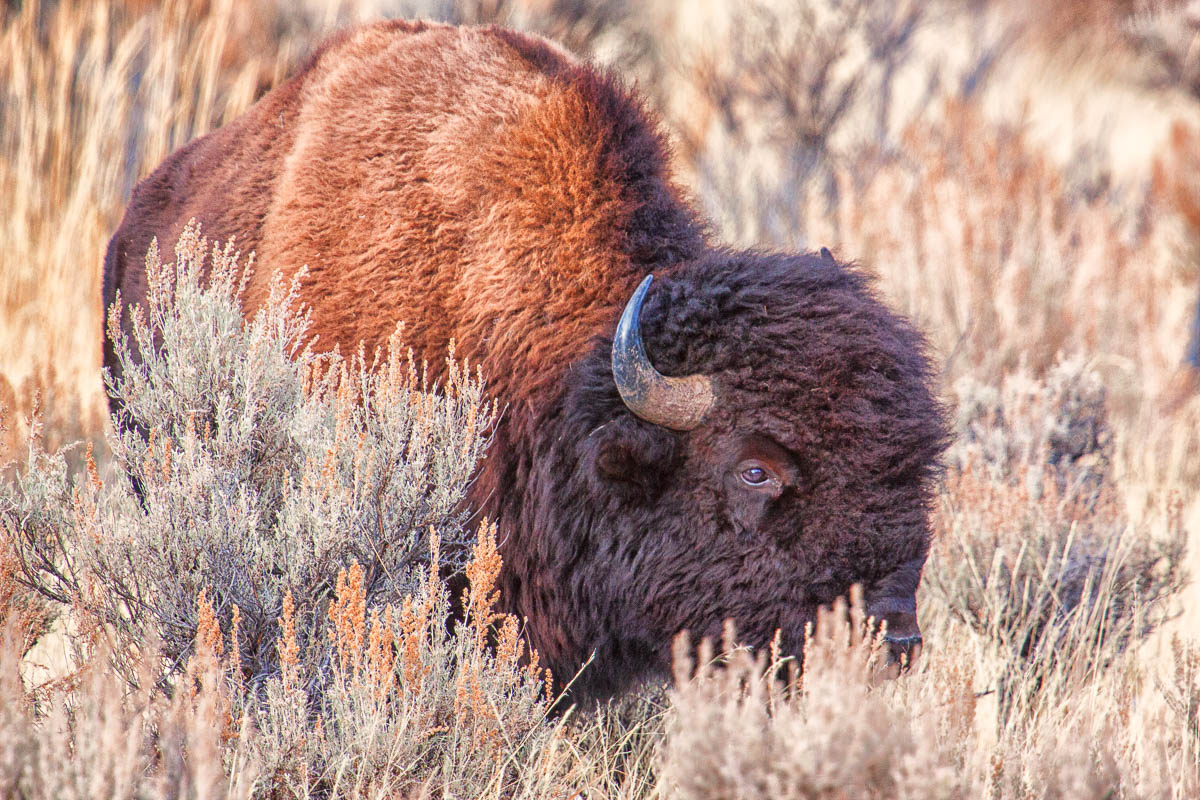 Bison