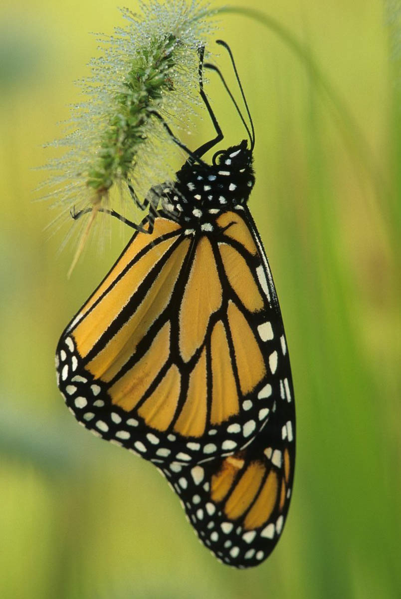 Monarch Butterfly