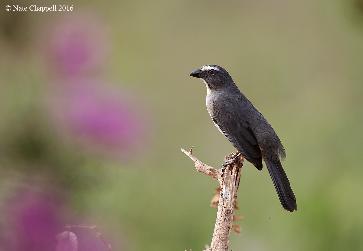 Grayish Saltator 