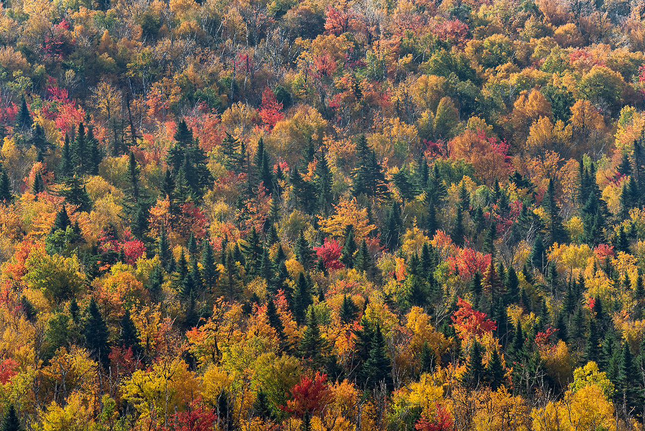 Autumn Mingle