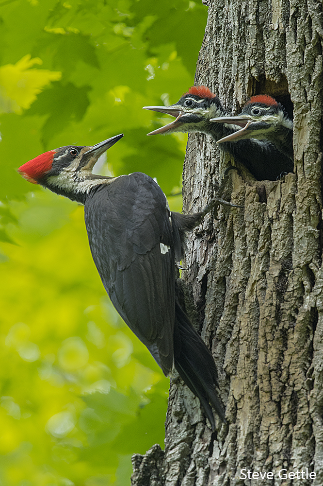 Two Hungry Mouths
