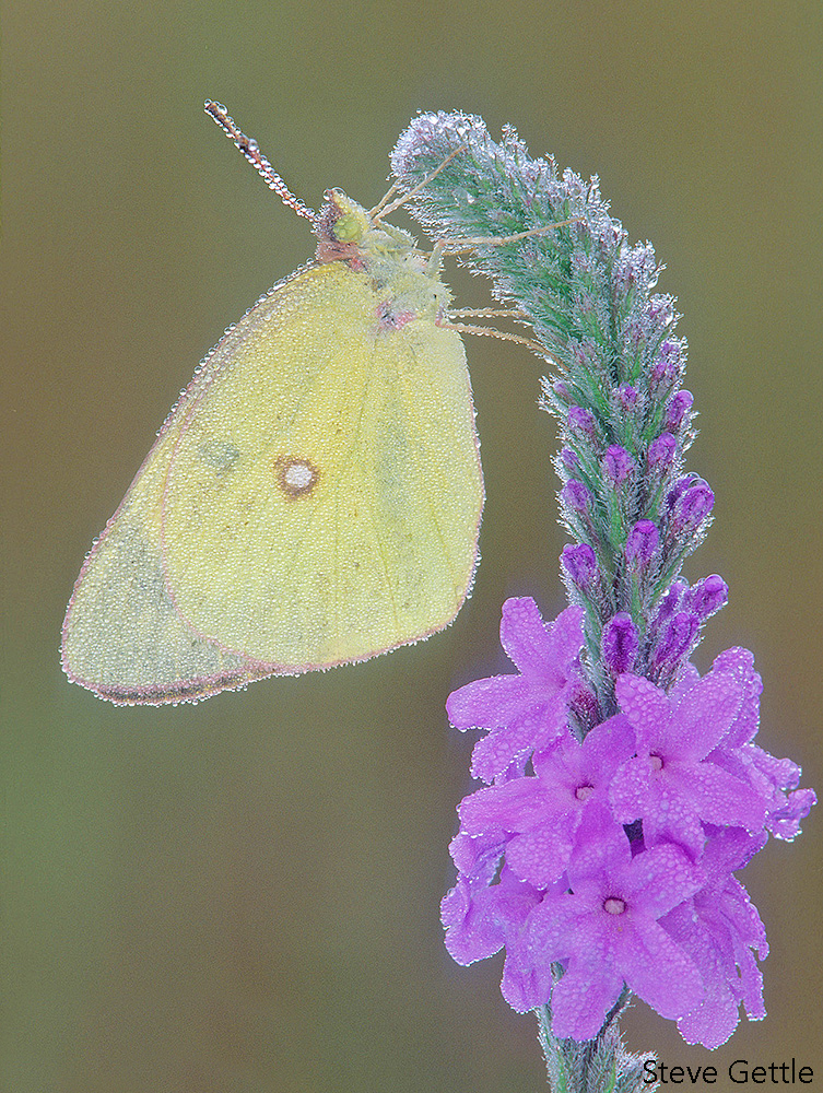 A dewy morning