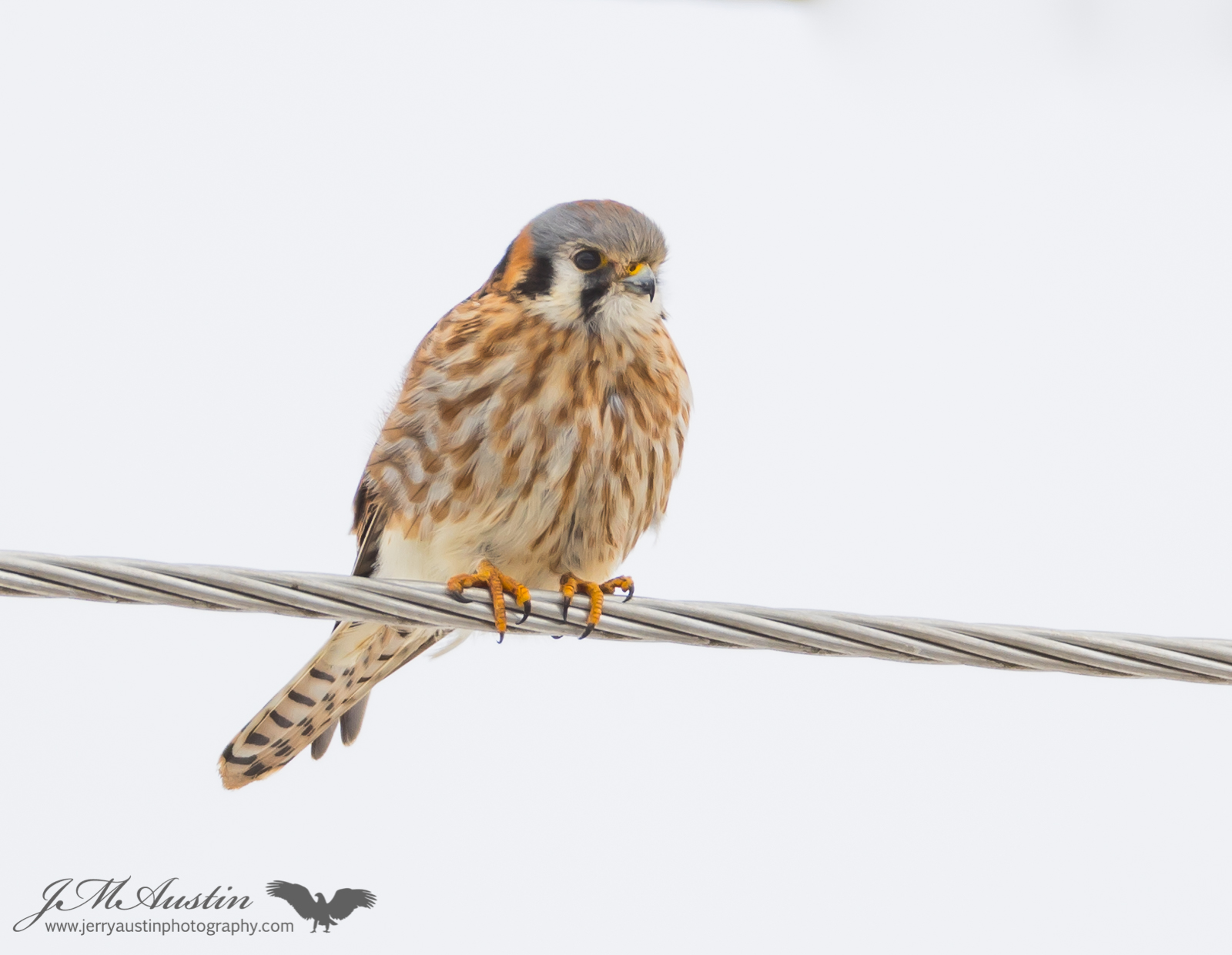 High Key Kestrel