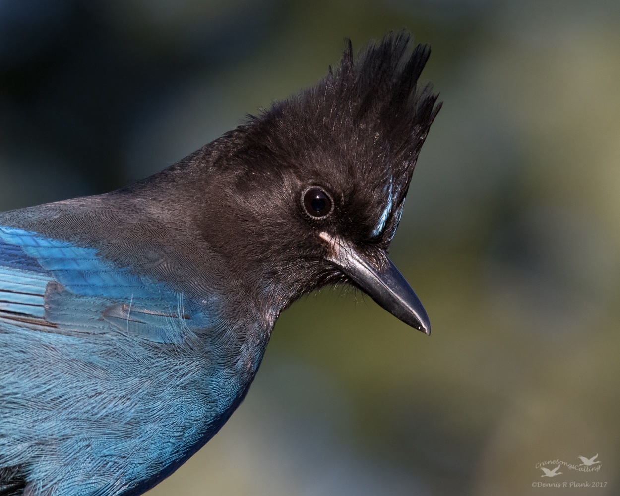 Jay Portrait