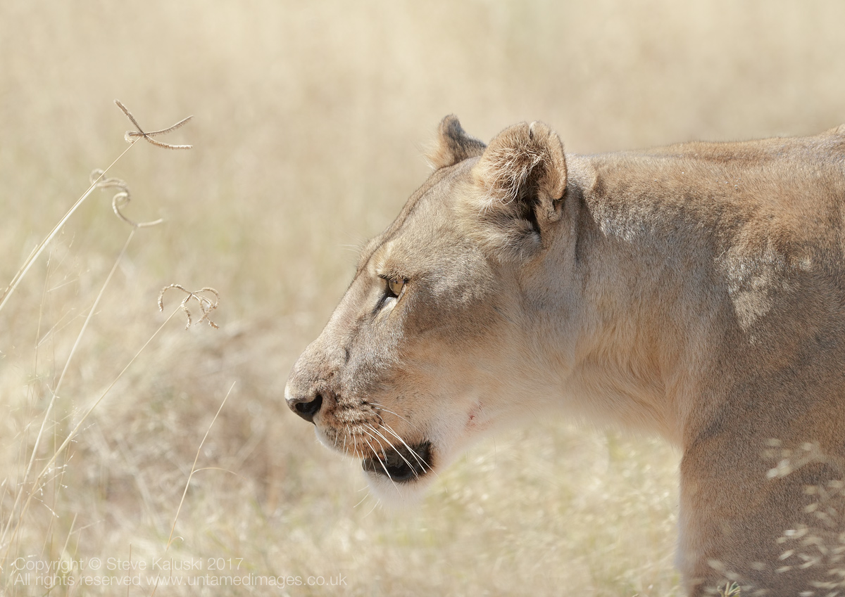 Lioness - on a mission