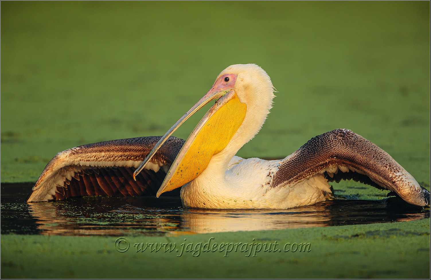 Rosy Pelican