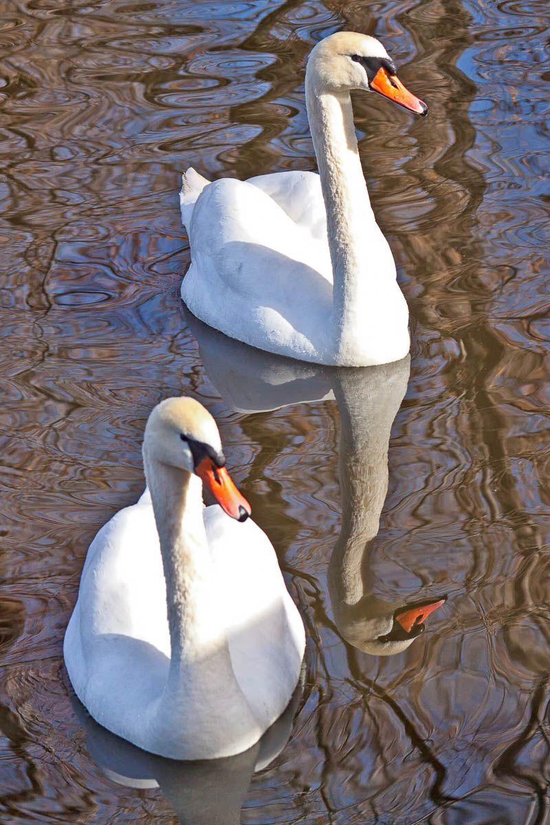 Couple of Swans