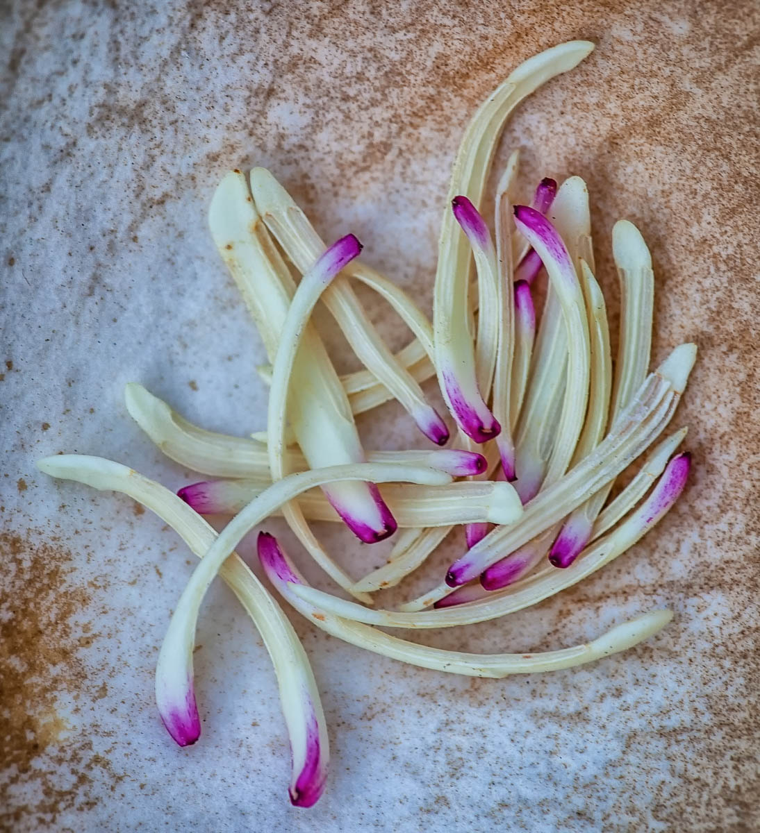 Magnolia blossom stamens