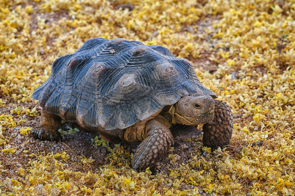 Desert Tortoise