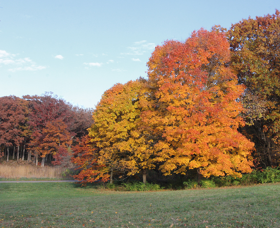 Autumn Trees & repost