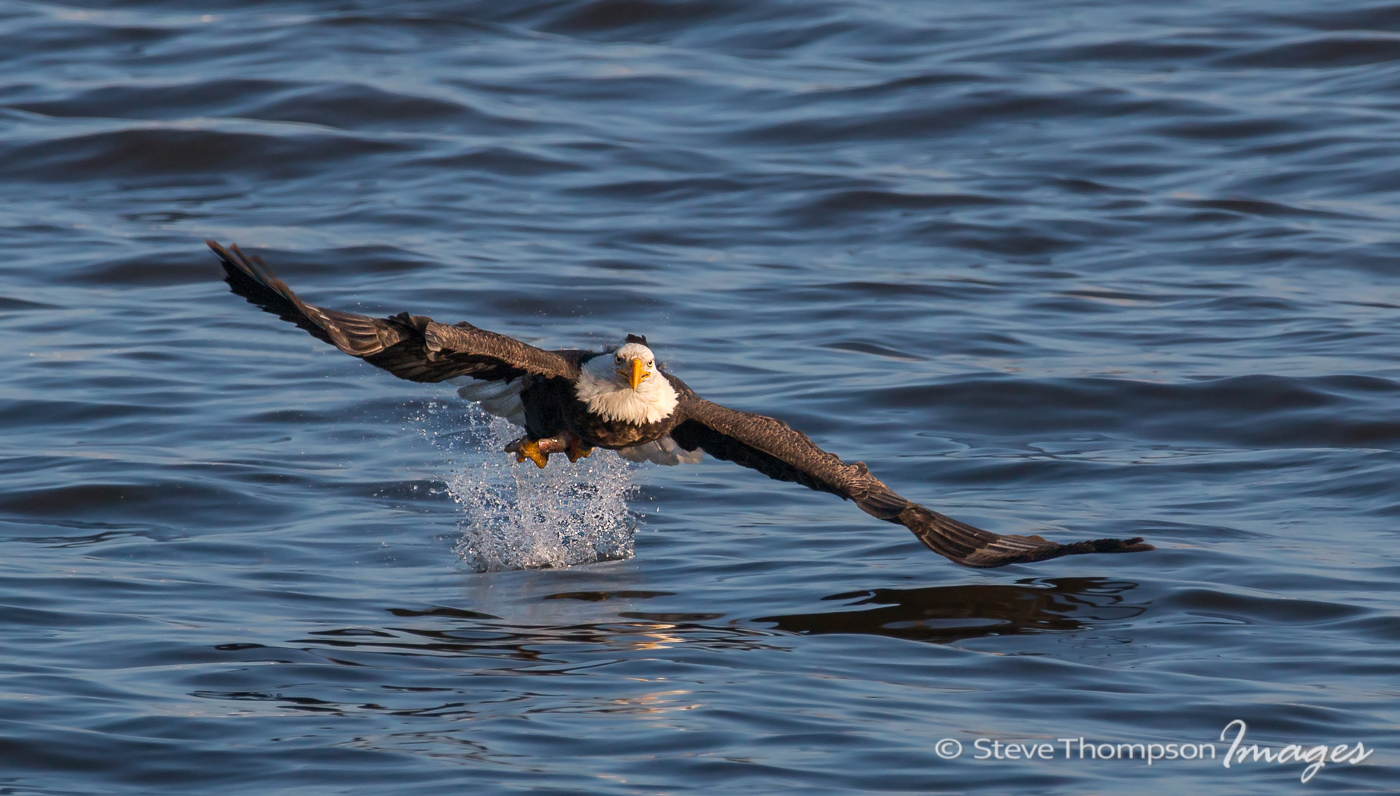 Bald Eagle Fishing
