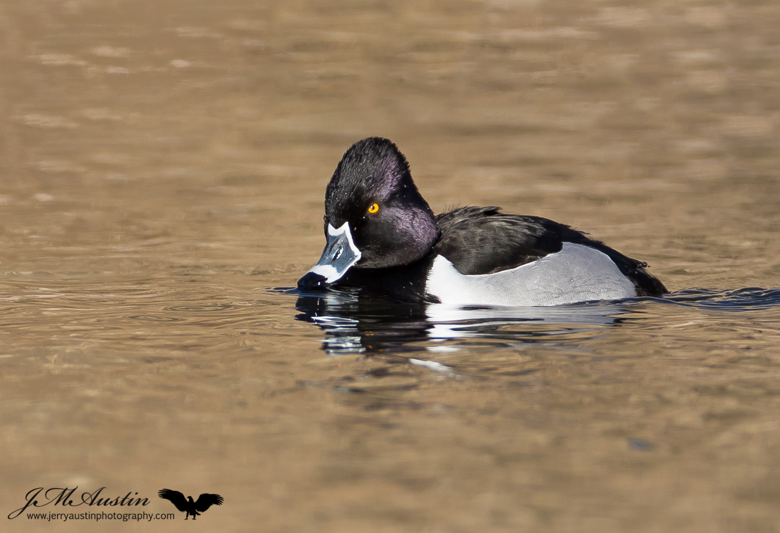 Ring-Necked Drake