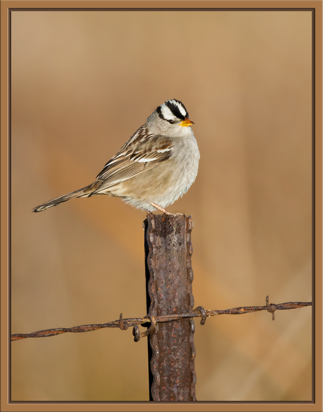White-Crowned Sparrow