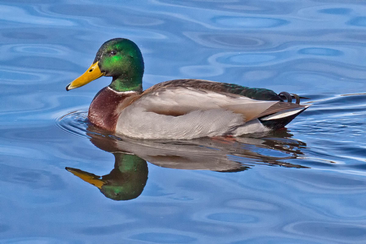 Mallard Duck