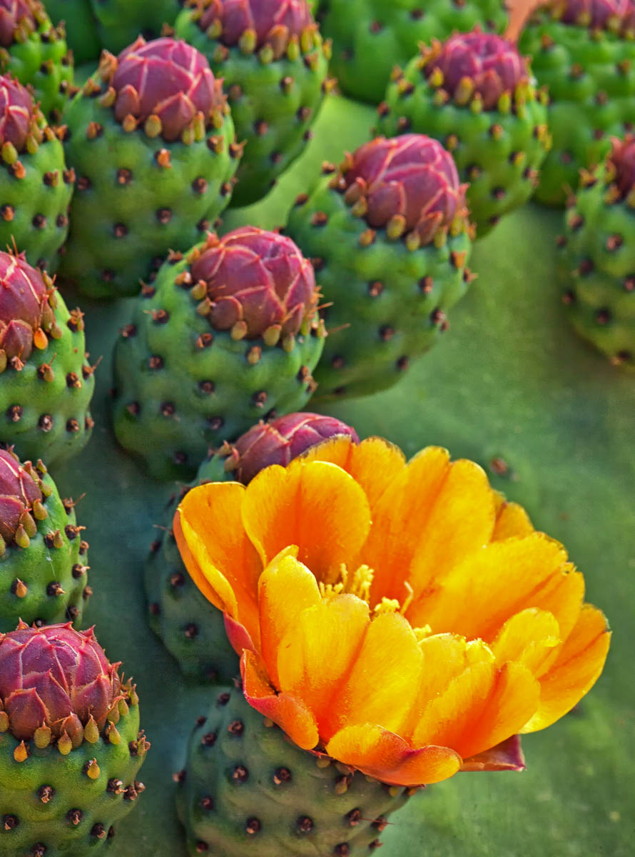 Cactus Flowers