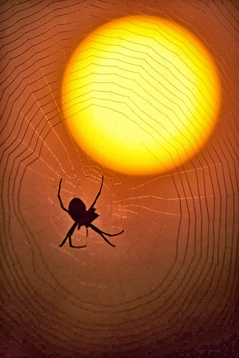 Spider Web