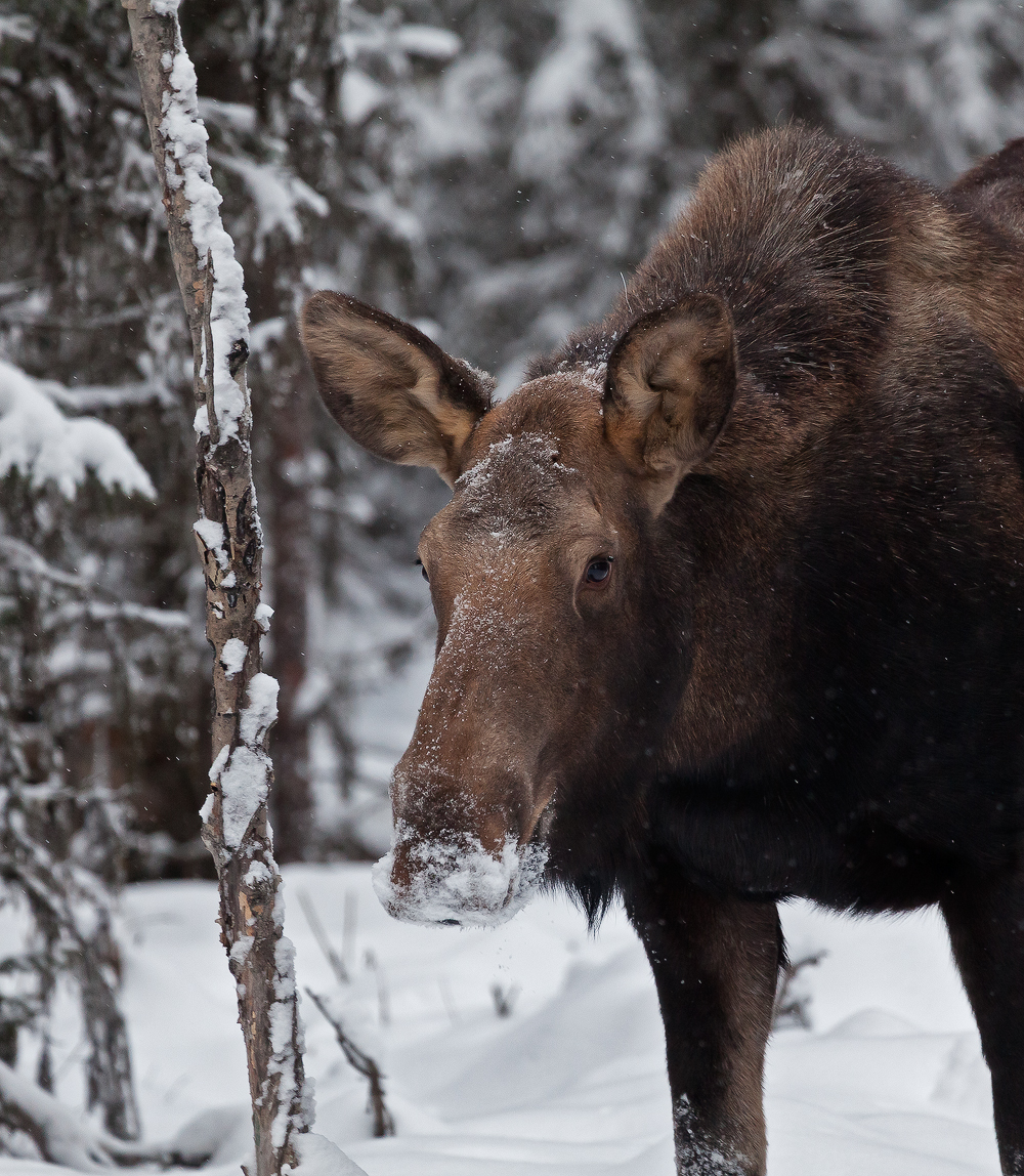 Cow Moose in Snow