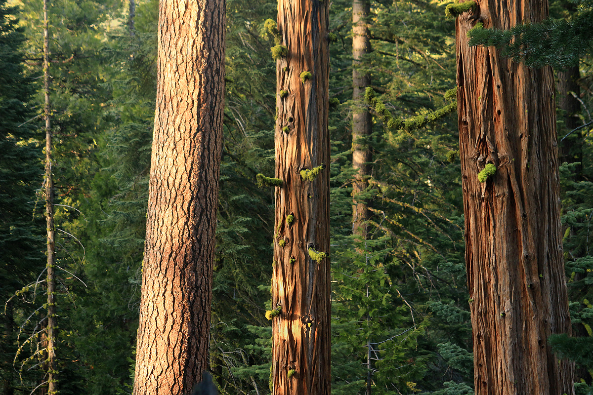 WC-Trees (Trunks)