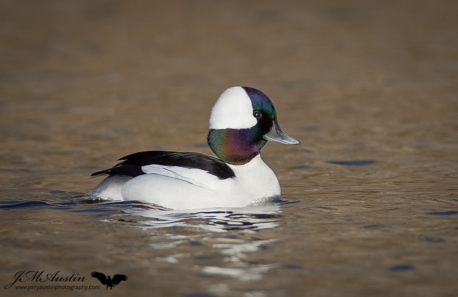Texas Bufflehead Drake