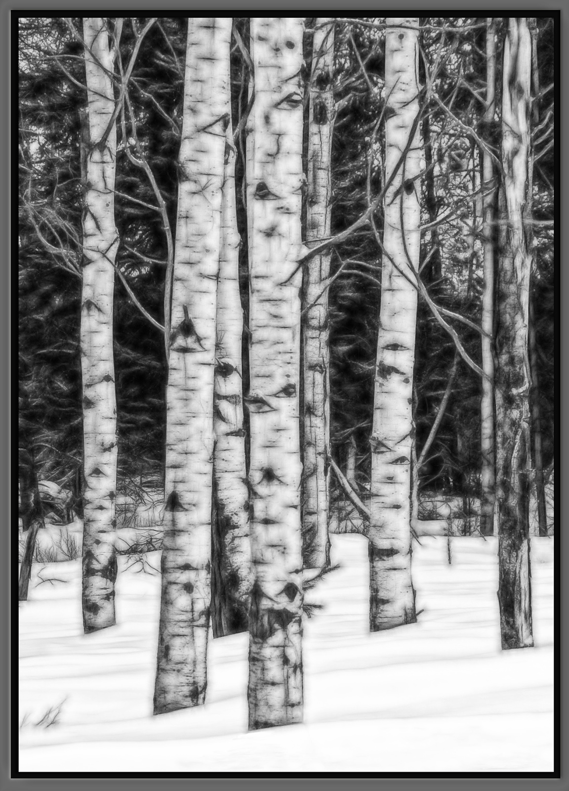 Aspens