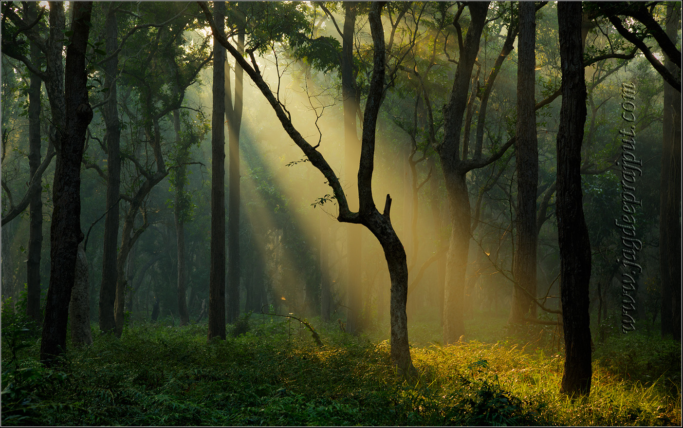 (W-Repost) The Sal Forest II