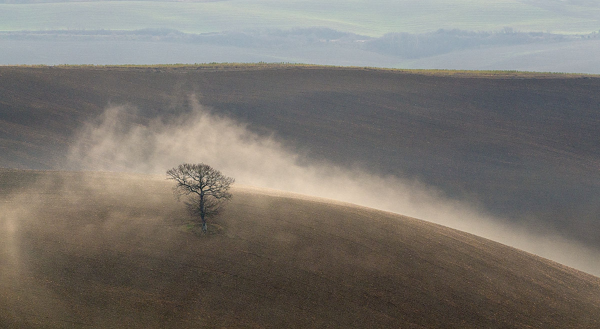 Solitary Tree