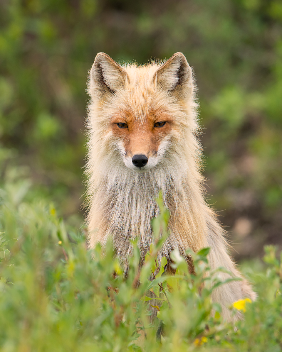 Red Fox