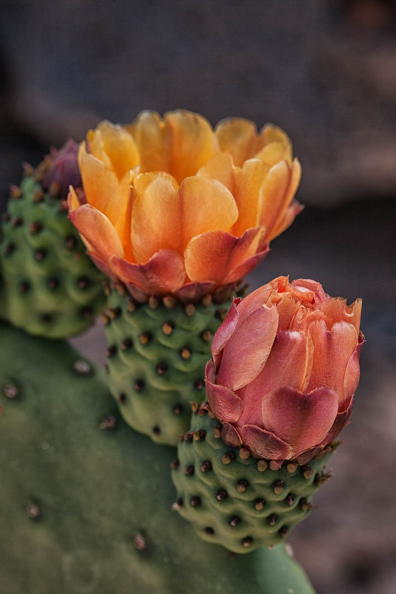 Cactus Flowers