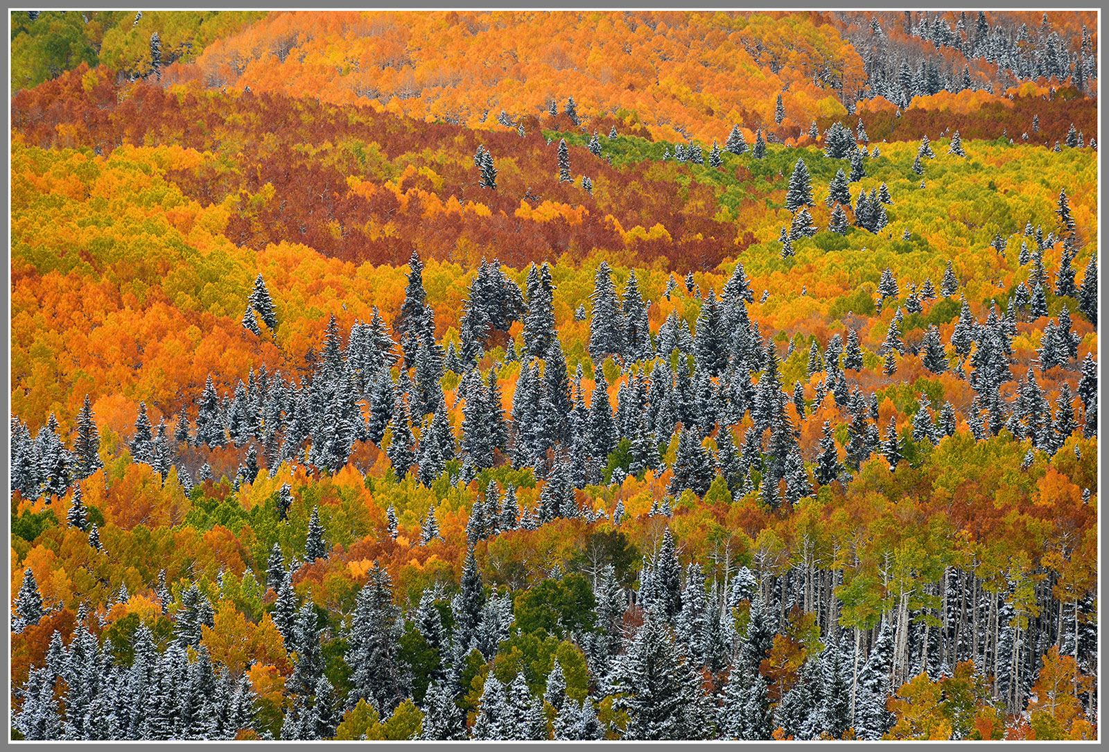 ColourGroves-Trees-WC771