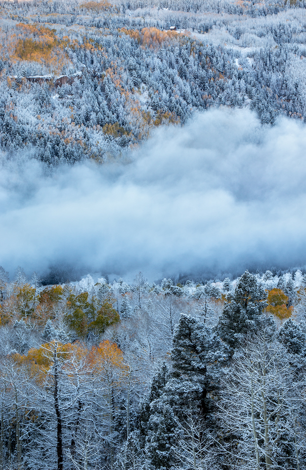 Distinguished Mountain Trees WC-771