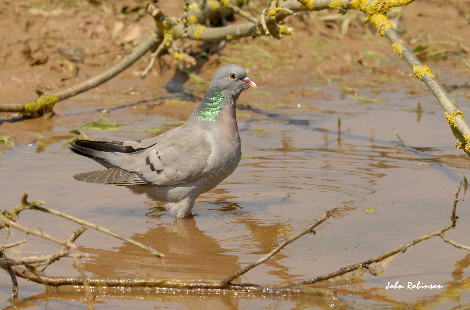Stock Dove