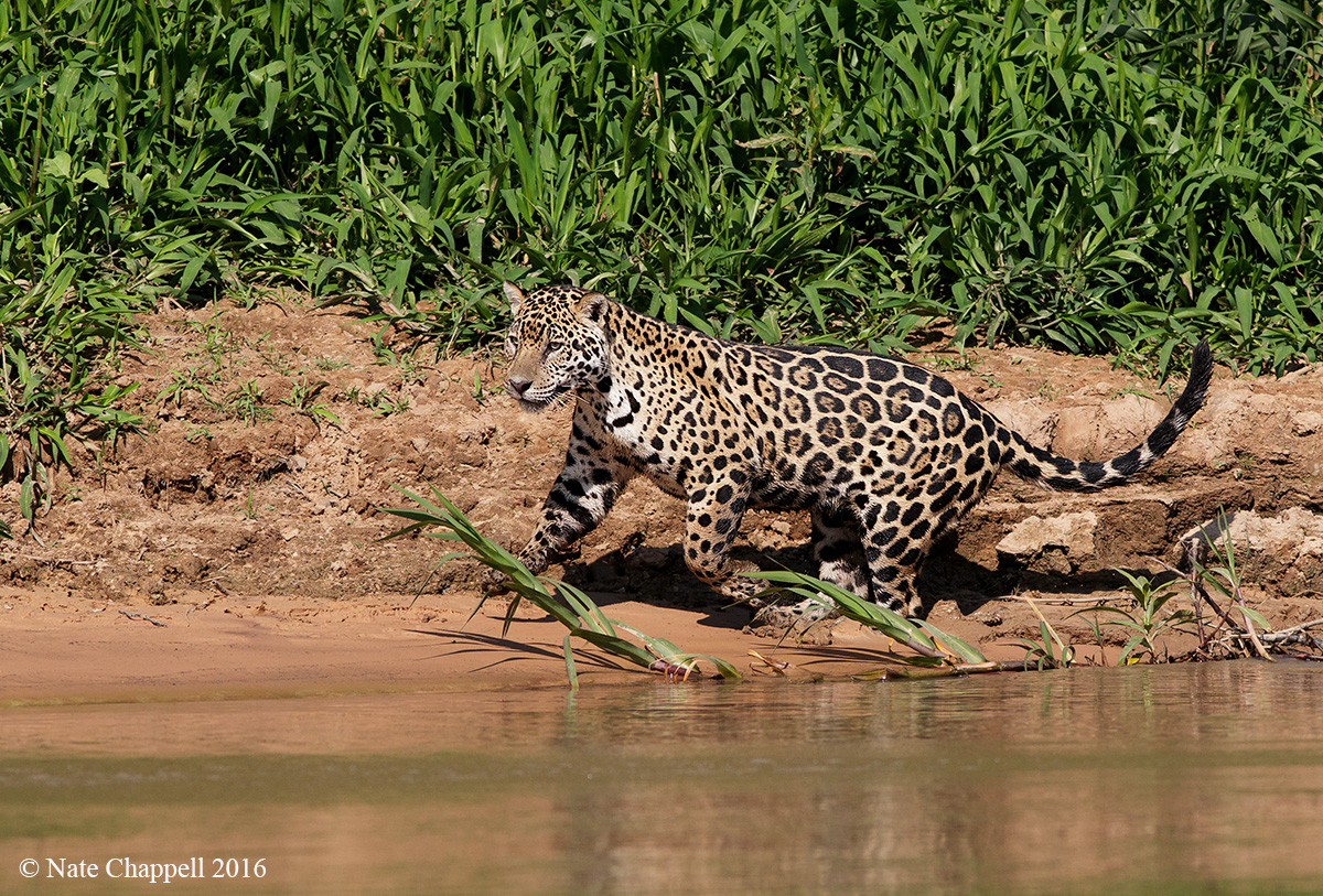 Jaguar on the Move