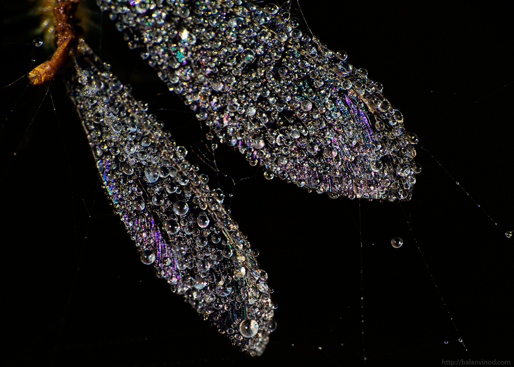 Jewels with Dew
