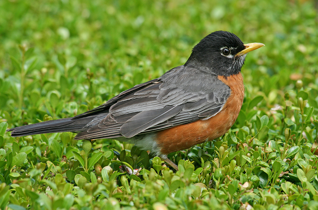 American Robin