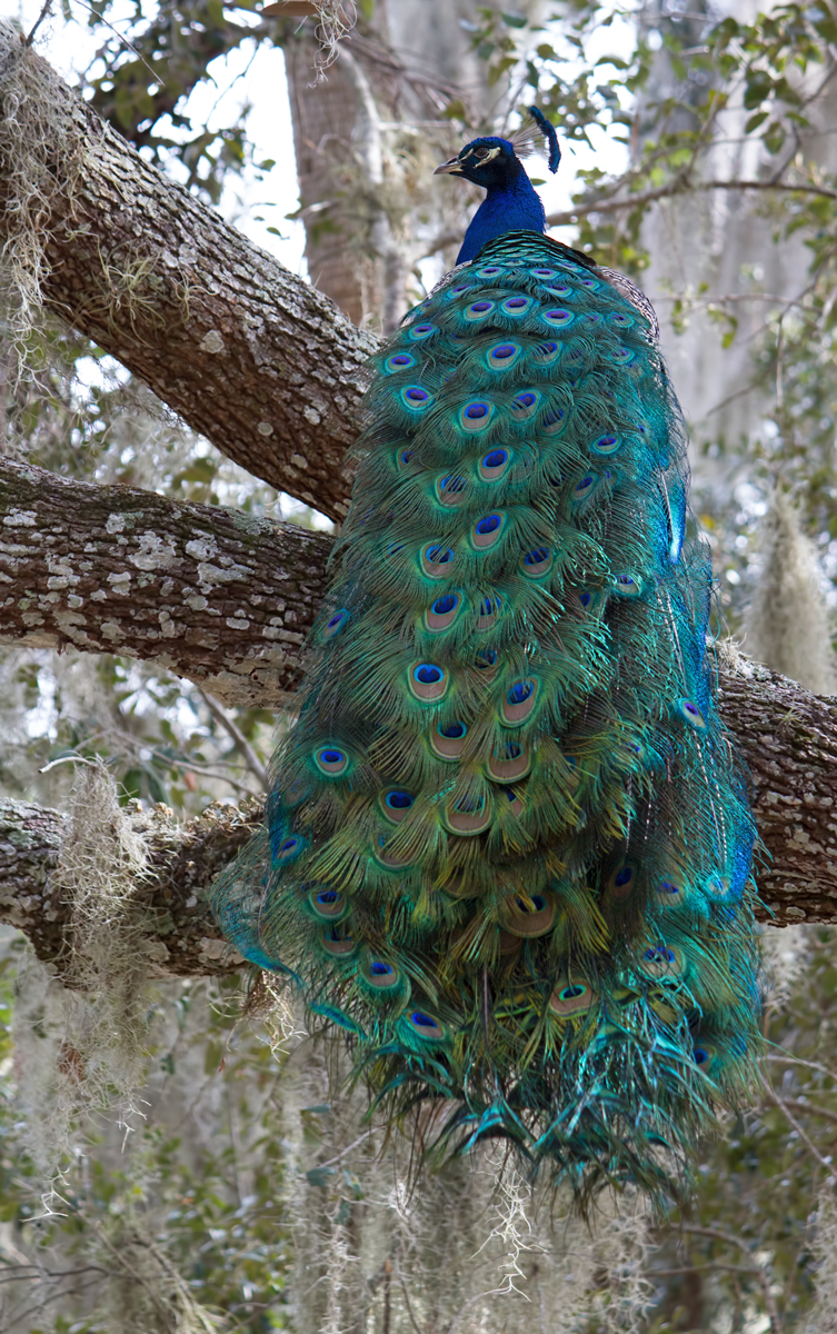 Peacock