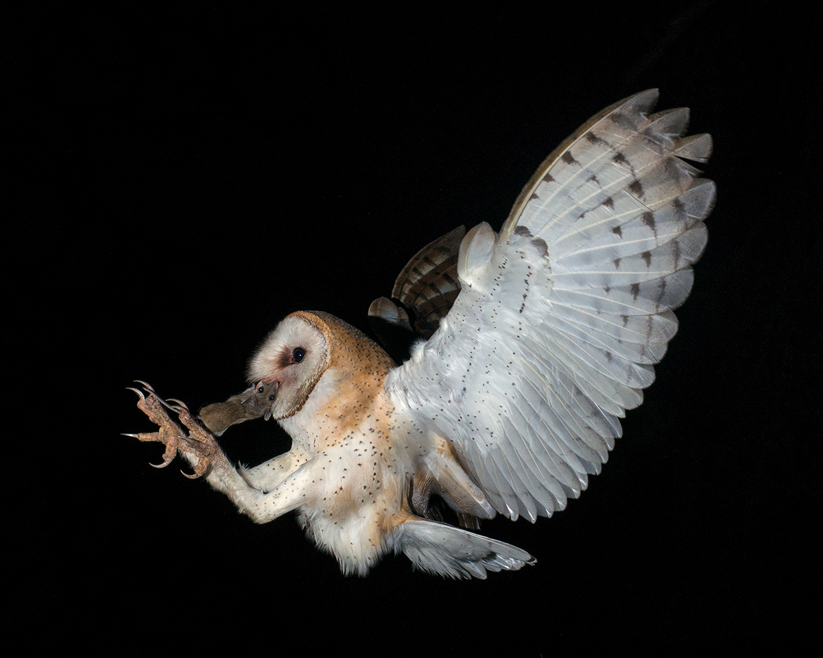 Barn Owl WC772