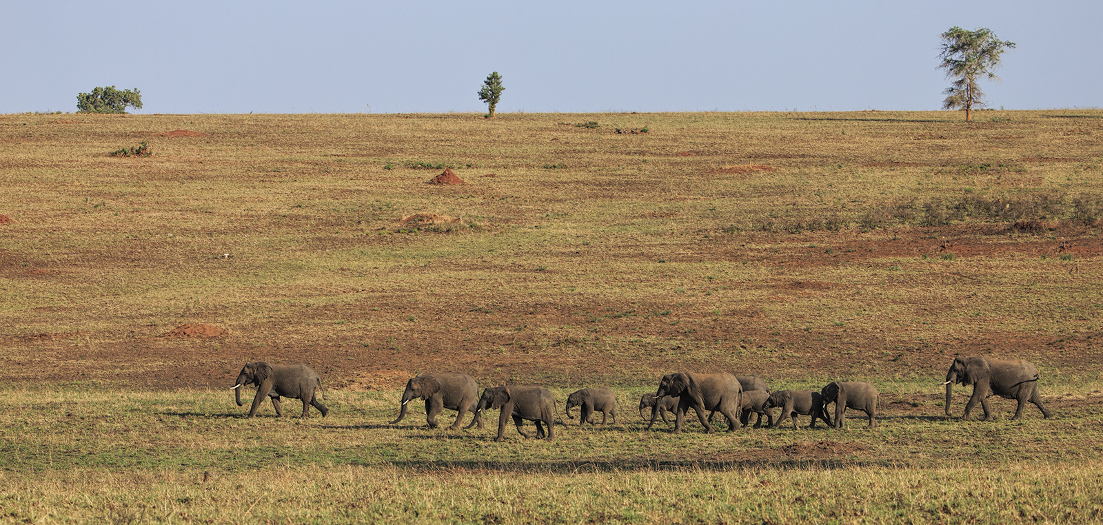 Plainly Elephants