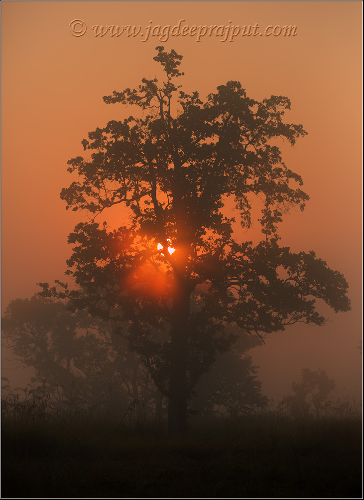 Misty Morning
